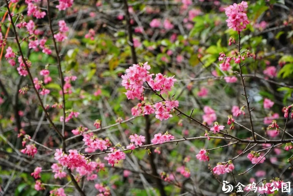 金鸡山公园的樱花开了！周末来打卡做个“花仙子”吧！