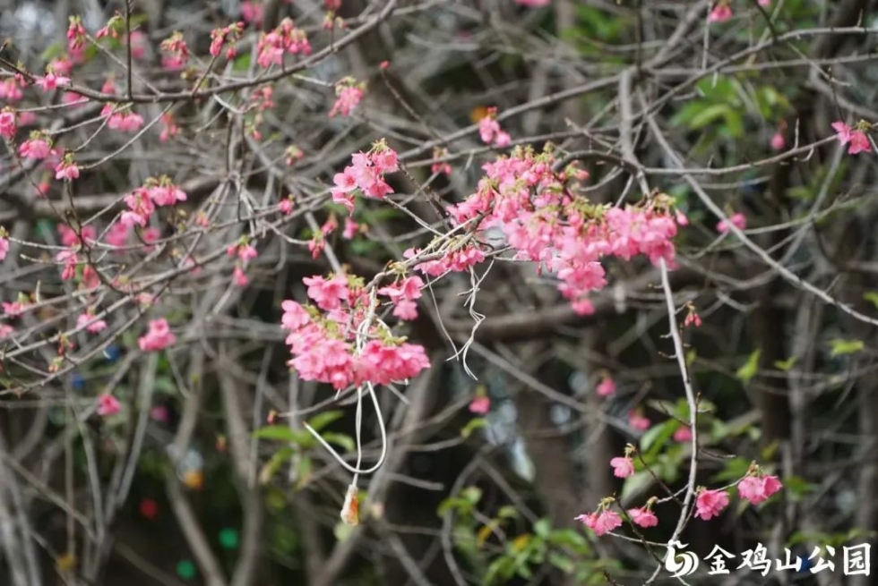 金鸡山公园的樱花开了！周末来打卡做个“花仙子”吧！