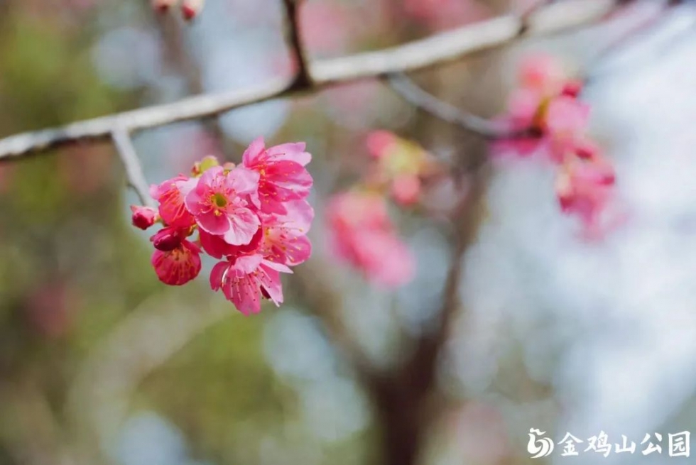 金鸡山公园的樱花开了！周末来打卡做个“花仙子”吧！