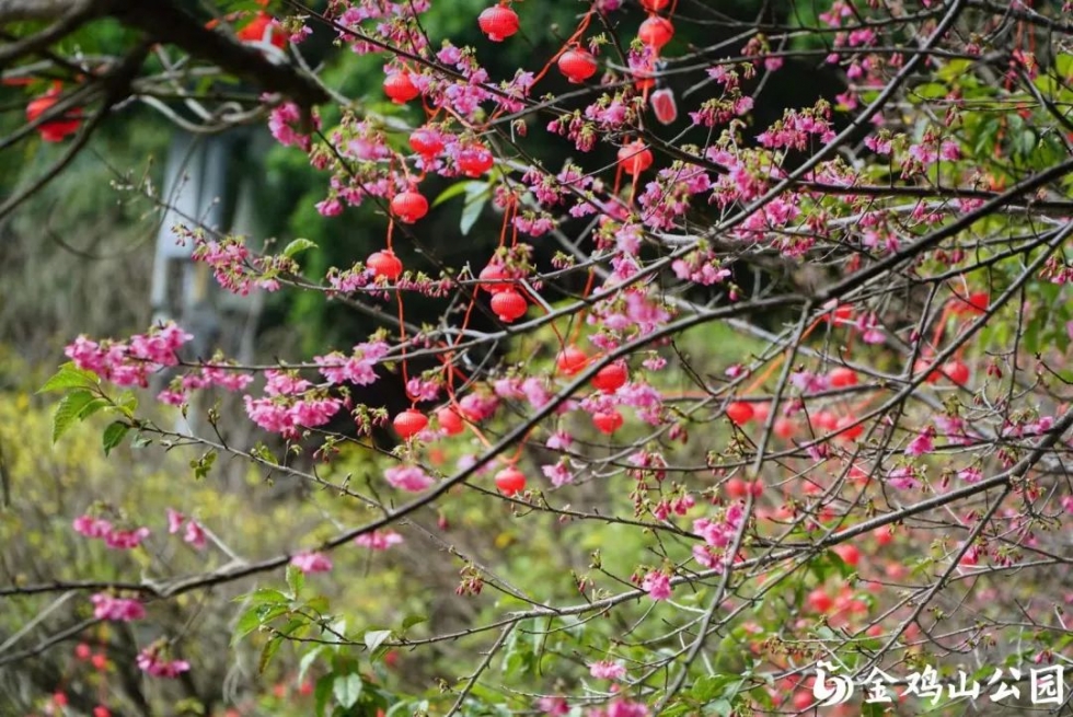 金鸡山公园的樱花开了！周末来打卡做个“花仙子”吧！