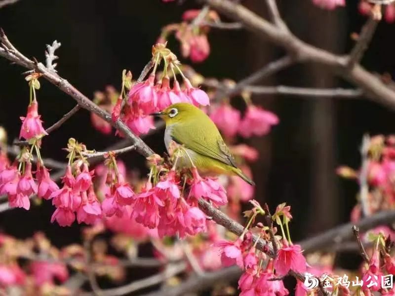 金鸡山公园的樱花开了！周末来打卡做个“花仙子”吧！