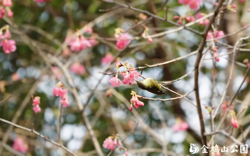 金鸡山公园的樱花开了！周末来打卡做个“花仙子”吧！