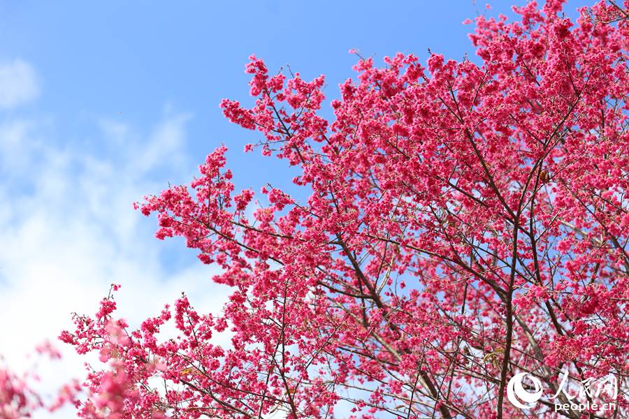 永福樱花绽放。人民网 陈博摄