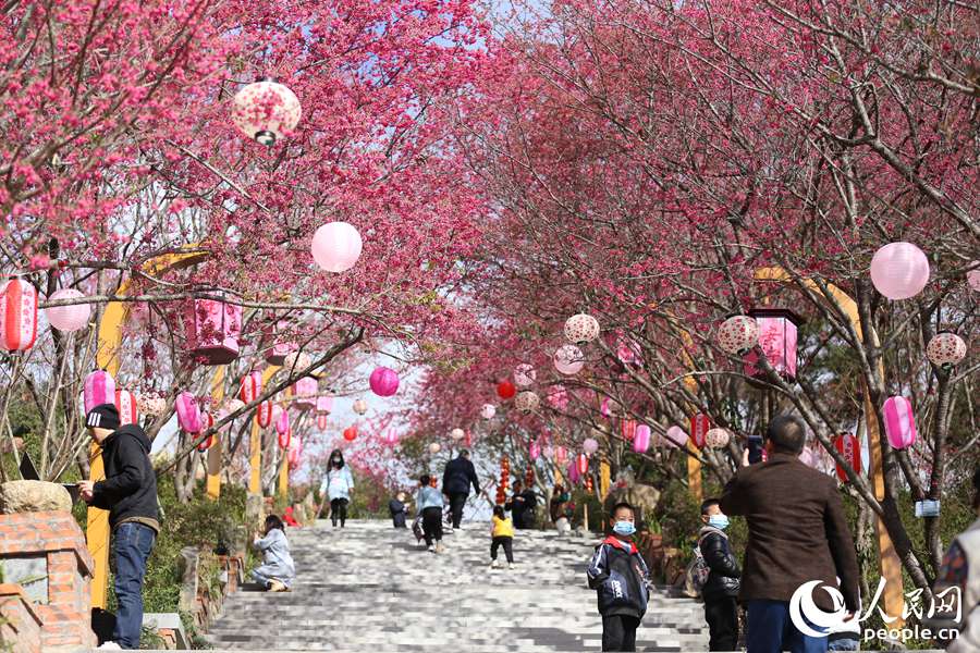 市民游客在永福樱花茶旅景区内赏花。人民网 陈博摄