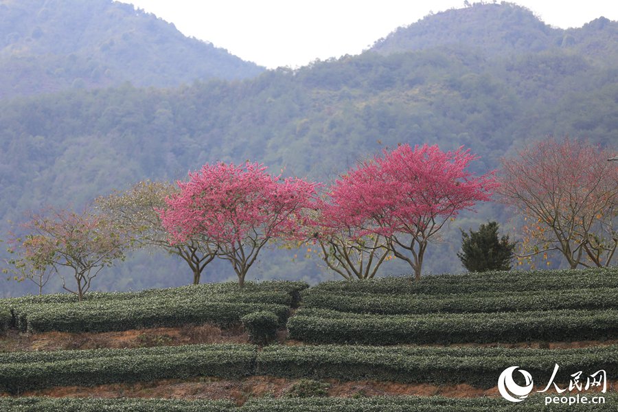茶园中的樱花树。人民网 陈博摄