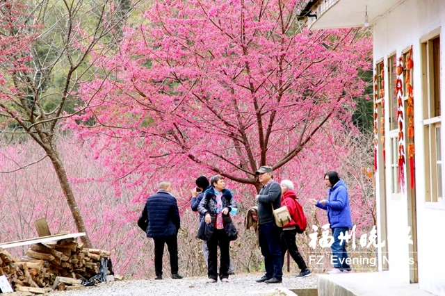 永泰樱花谷200多亩樱花绽放