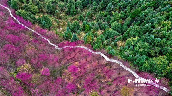 梅花将谢百花开 满城尽是深浅色