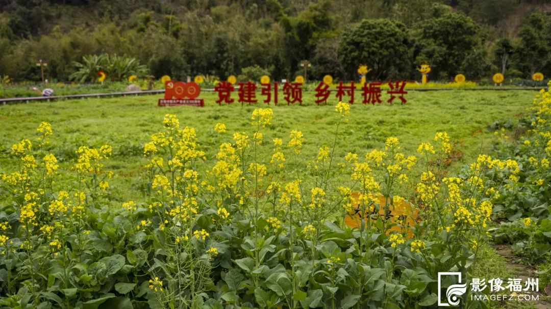 这些地方油菜花盛开！惊艳了福州的春天！