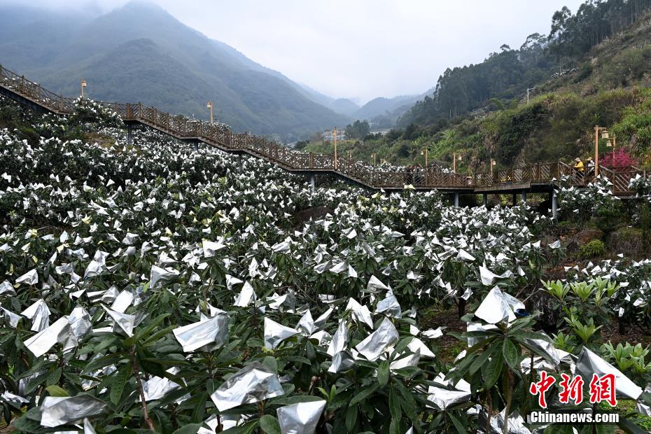 “中国枇杷之乡”福建云霄“枇杷雪景”迷人