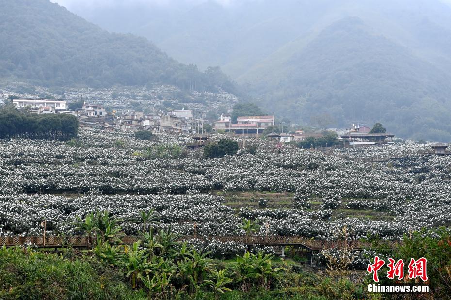 “中国枇杷之乡”福建云霄“枇杷雪景”迷人