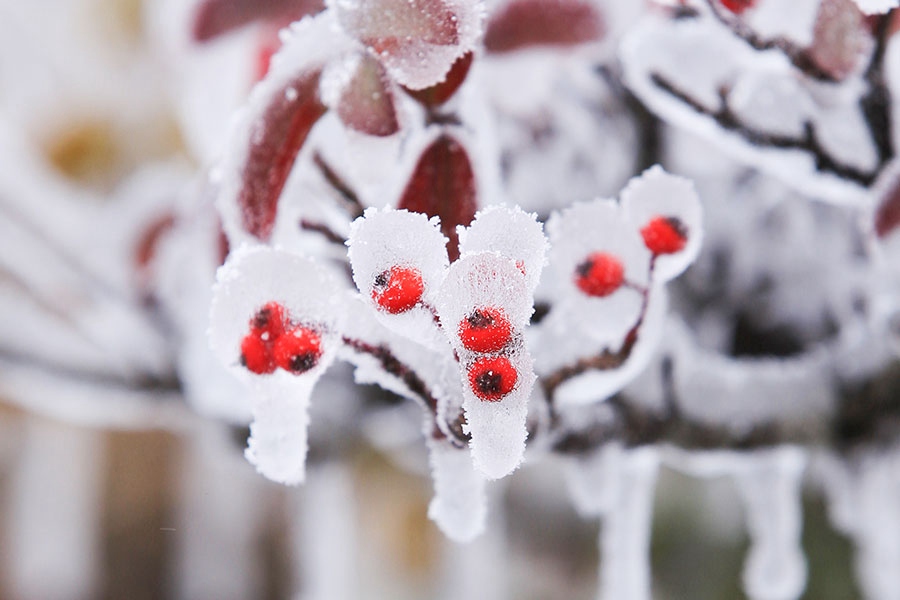 宁德柘荣县东狮山，色彩点缀冰雪。林文强摄