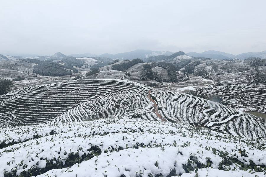 南平松溪县茶平乡，被雪覆上一层白纱。叶性辉摄