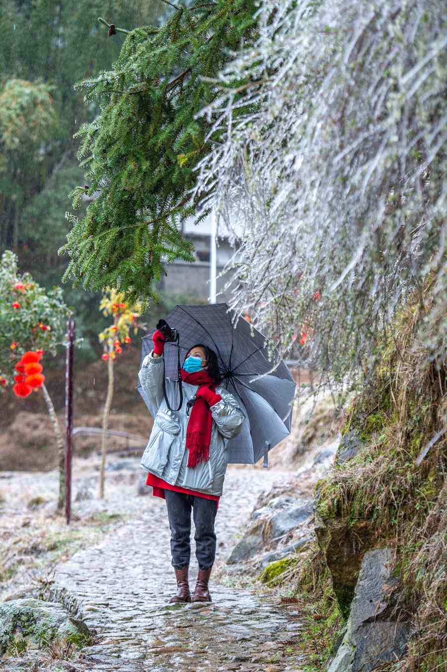 各种冰挂冰柱凝于植物表面，形成福建少见的速冻“春景”。蔡昊摄