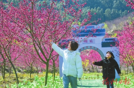 荒山变花海　乡村活力现