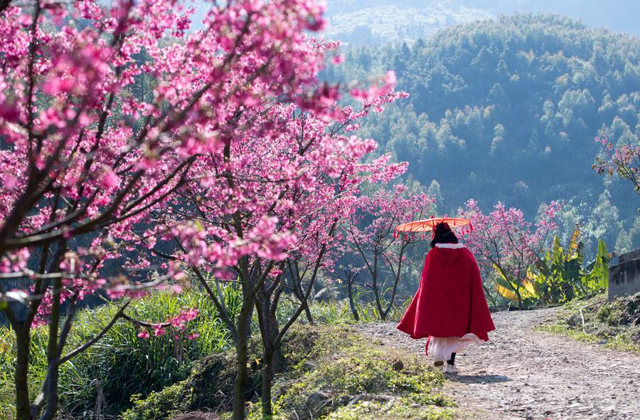 游人着古装在樱花园漫步。刘其燚摄