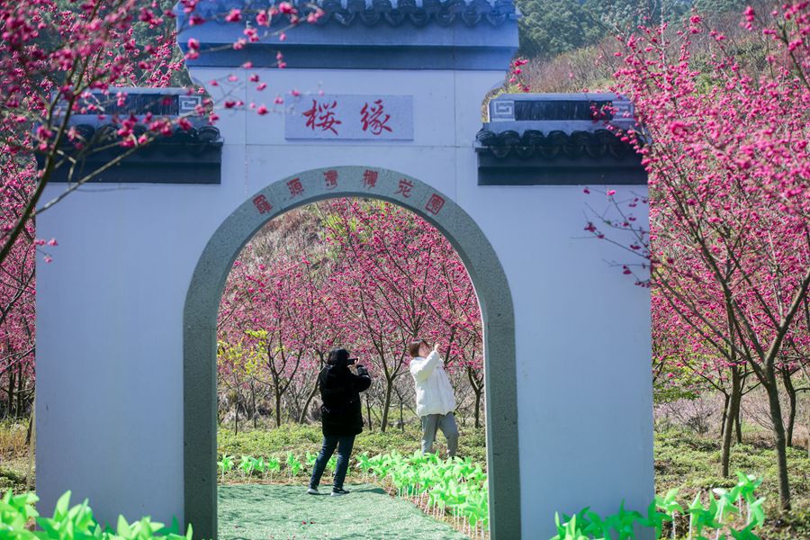 游人在樱花园中留影拍照。刘其燚摄