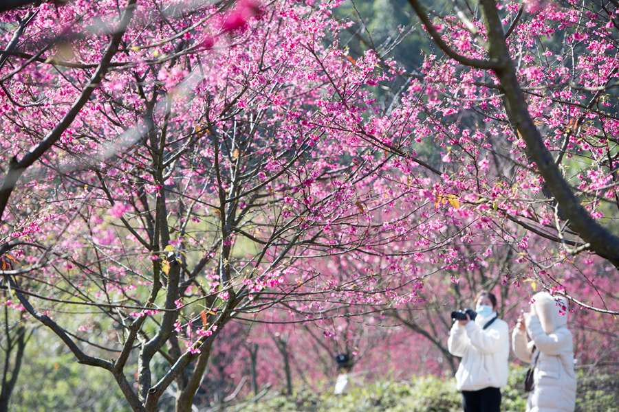 游人在樱花园中留影拍照。刘其燚摄
