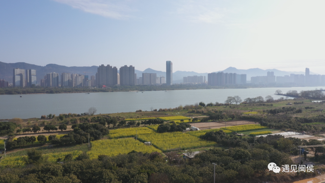 踏上春天的列车，邂逅闽侯江滨这片金色浪漫