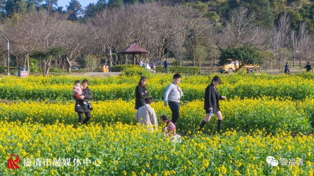 追新看点｜美翻！福州这些地方油菜花都开了！赏花走起！