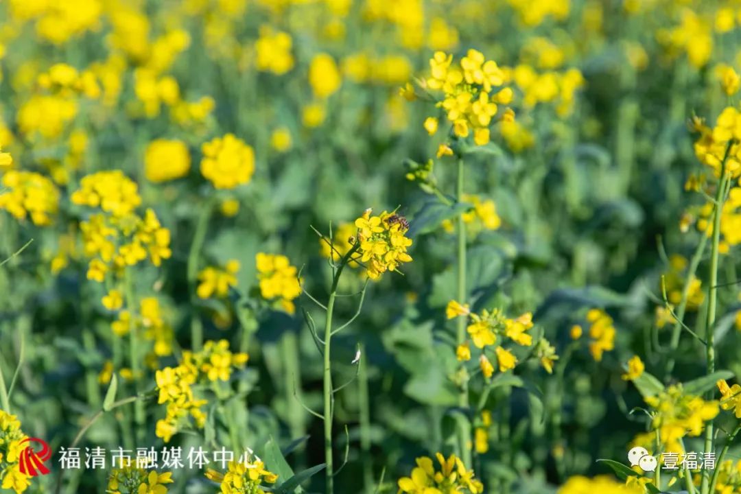 追新看点｜美翻！福州这些地方油菜花都开了！赏花走起！