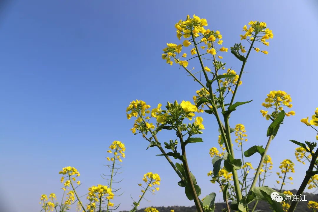 追新看点｜美翻！福州这些地方油菜花都开了！赏花走起！