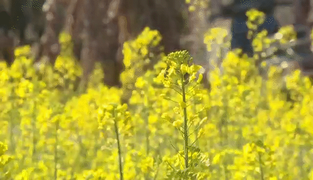 追新看点｜美翻！福州这些地方油菜花都开了！赏花走起！