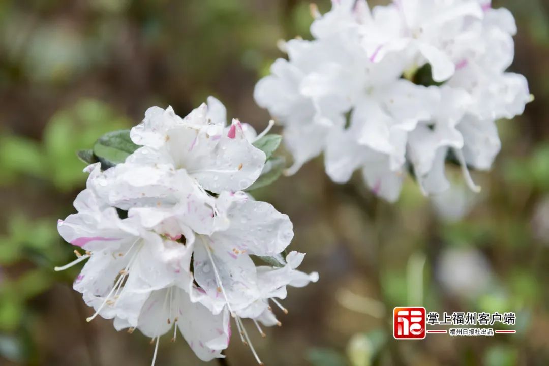 看!福州的红粉黄绿白…… 看!福州的红粉黄绿白……