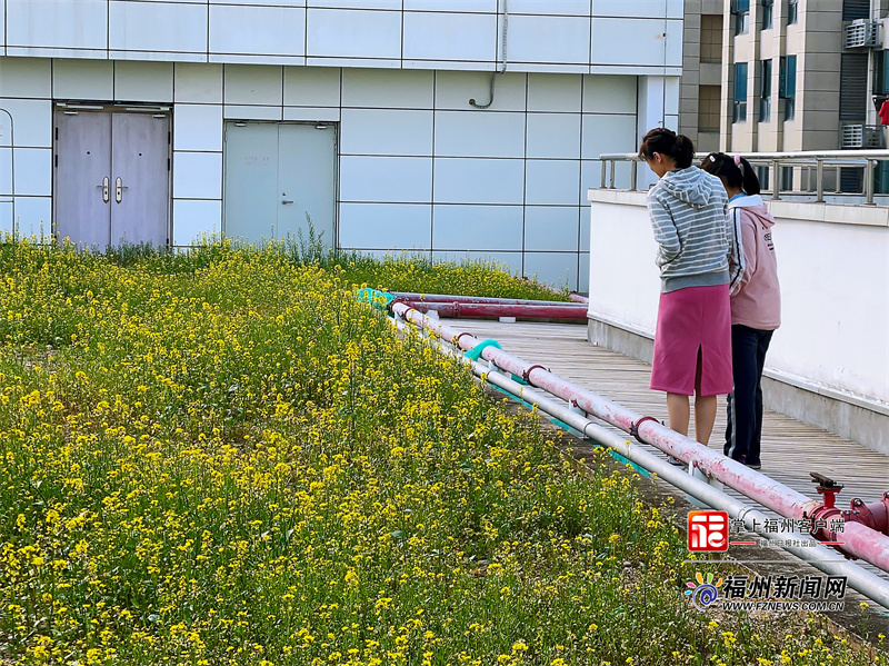 近700平方米！福州这所学校拥有空中油菜花田
