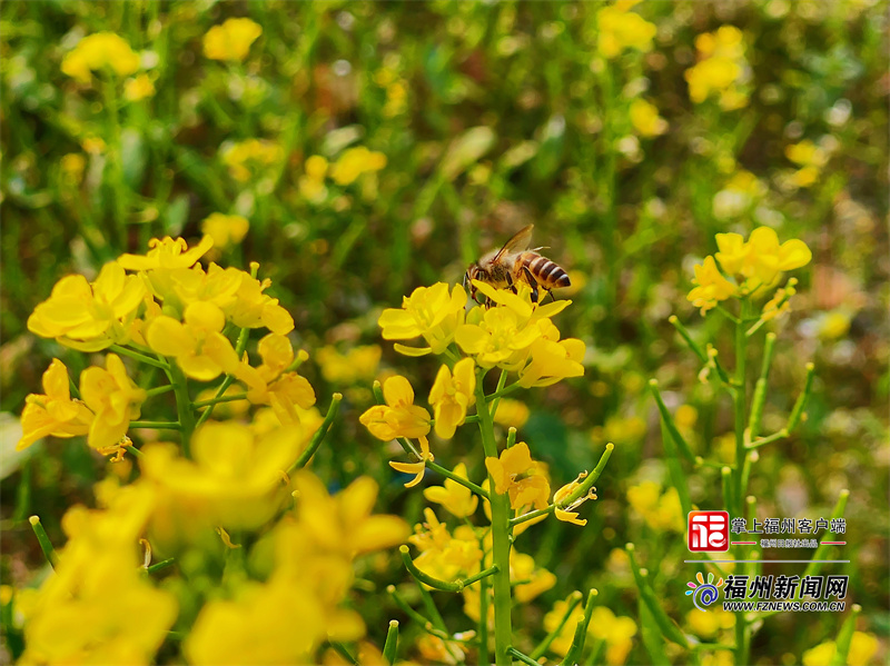 近700平方米！福州这所学校拥有空中油菜花田