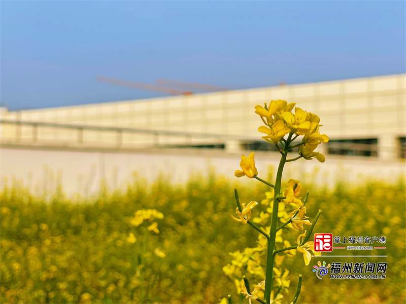 近700平方米！福州这所学校拥有空中油菜花田