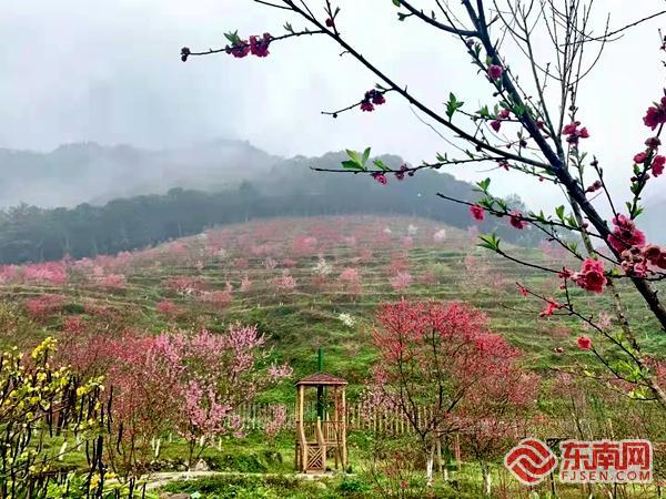 永春北溪文苑桃花盛开，非常喜人。主办方 供图