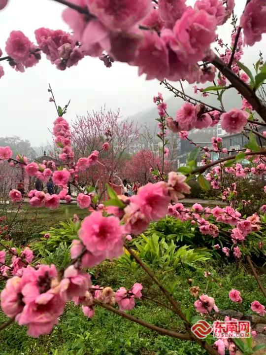永春北溪文苑桃花盛开。主办方 供图
