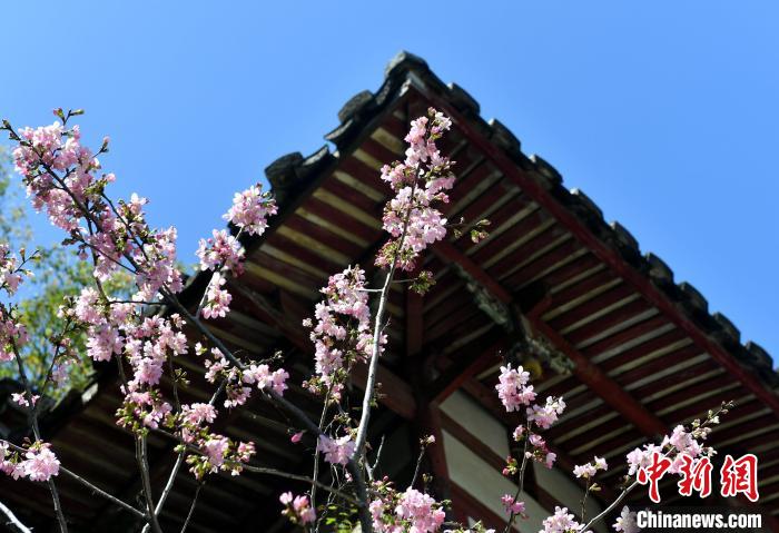 福州乌山迎最美赏花季 桃花樱花次第盛开