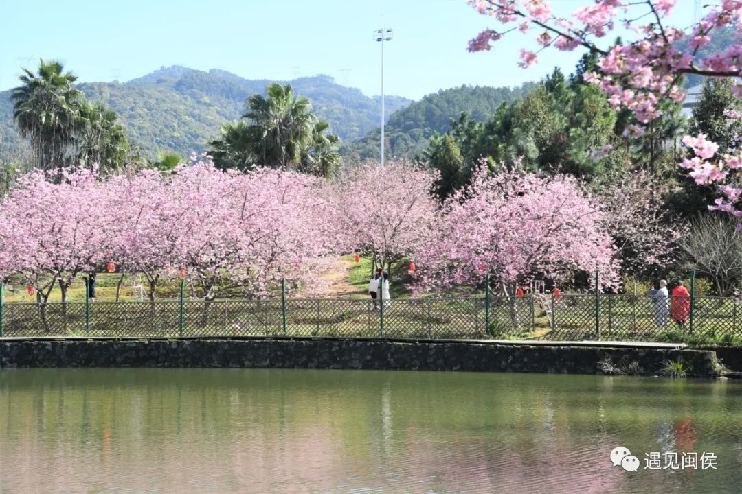 1秒沦陷!闽侯龙台山的樱花限定,我先粉了! 1秒沦陷!闽侯龙台山的樱花限定,我先粉了!