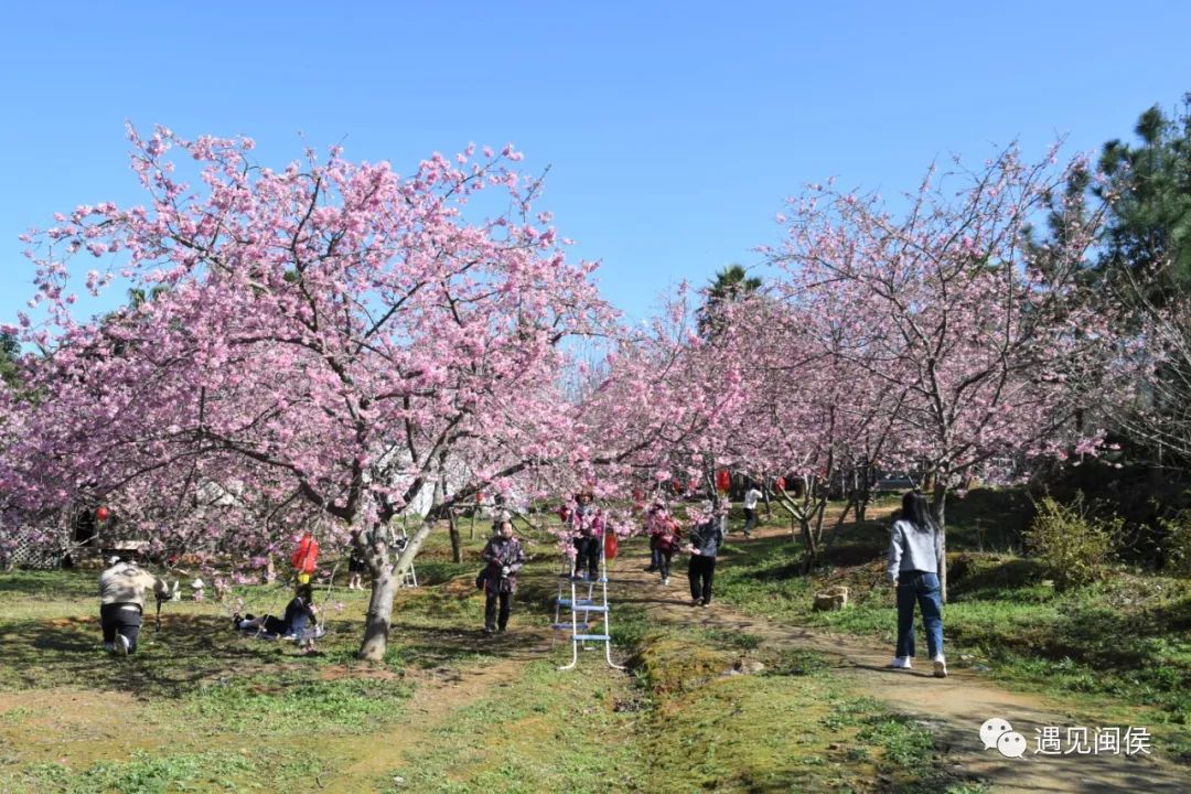 1秒沦陷!闽侯龙台山的樱花限定,我先粉了! 1秒沦陷!闽侯龙台山的樱花限定,我先粉了!