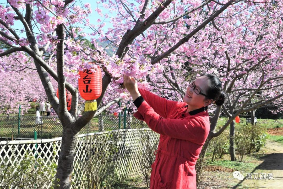 1秒沦陷！闽侯龙台山的樱花限定，我先粉了！
