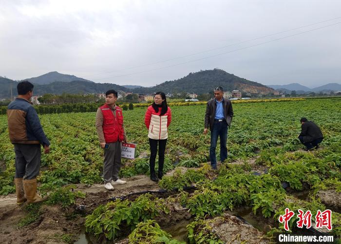 漳州积极创新推进马铃薯种植保险，保险业务人员到田间与种植户对接。　漳州银保监分局供图