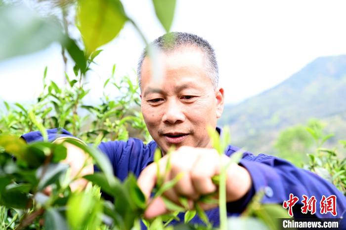 福建漳州：清明茶采摘正当时