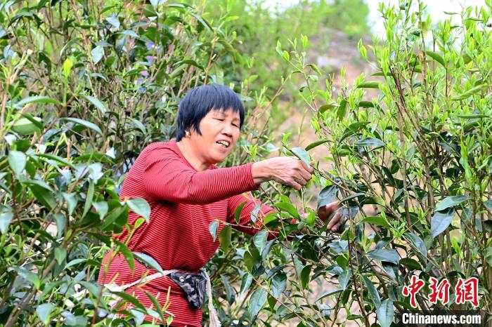 村民忙于采摘清明茶。　张金川 摄