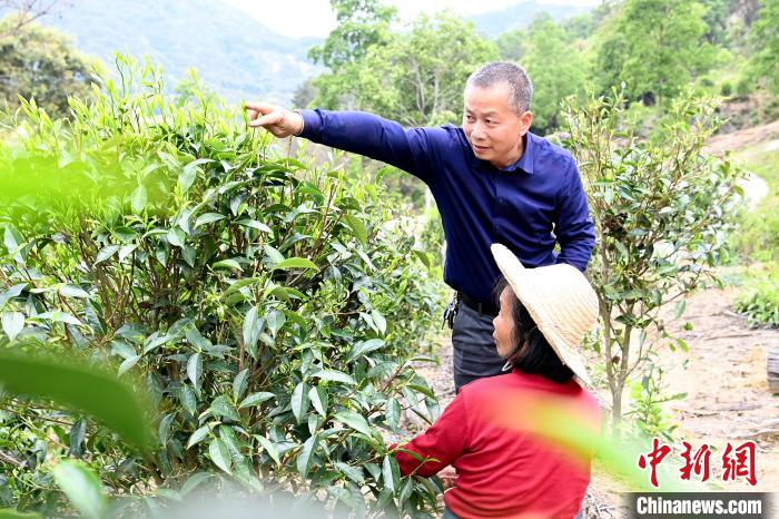 村民忙于采摘清明茶。　张金川 摄