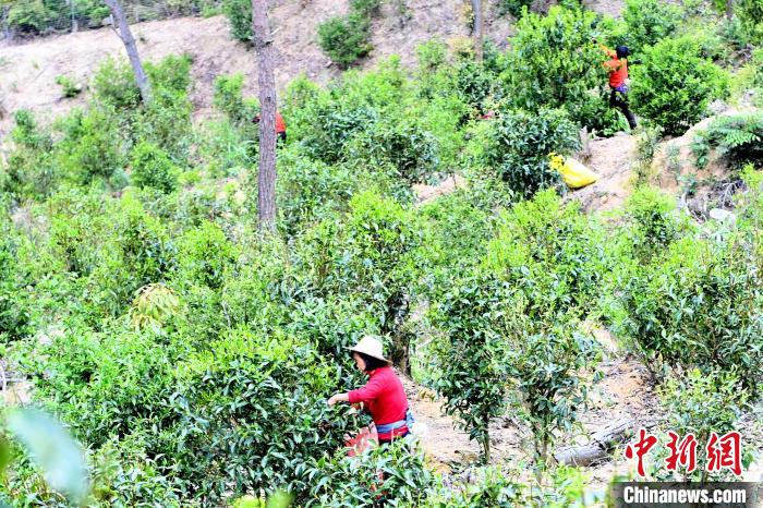 村民忙于采摘清明茶。　张金川 摄