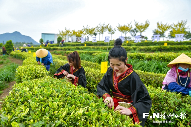 以茶为媒 以节会友 永泰“茶旅”渐入佳境