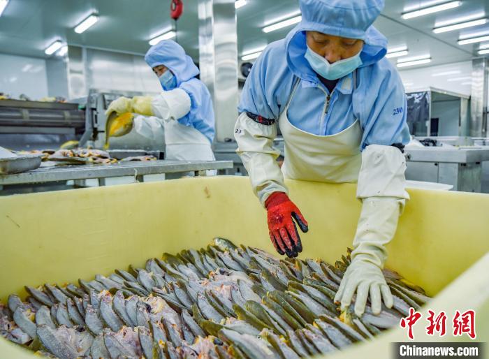 金盛水产员工正在作业。　阮传龙 摄