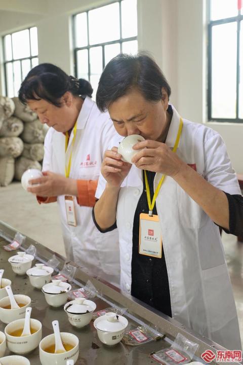茶叶评审专家与评茶员在三霖茶业有限公司评审毛茶 邱汝泉/摄