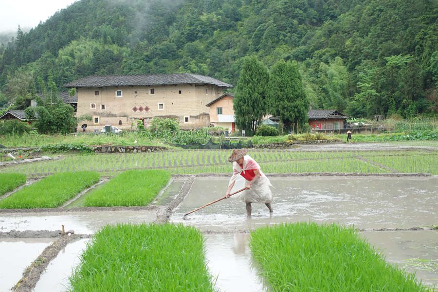 在不远处的古香古色土楼衬映下,农户在水田里忙碌。南靖县融媒体中心供图