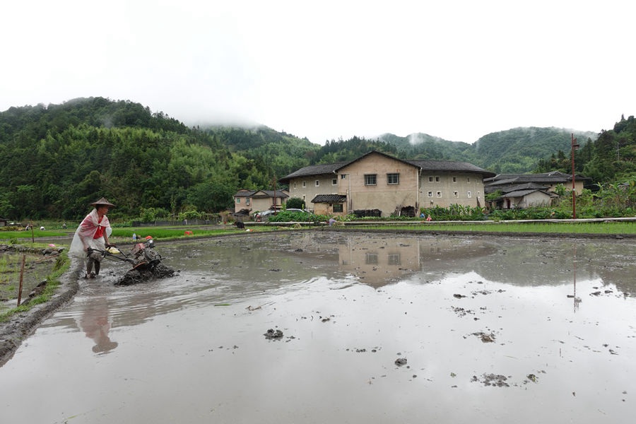 在不远处的古香古色土楼衬映下,农户在水田里忙碌。南靖县融媒体中心供图