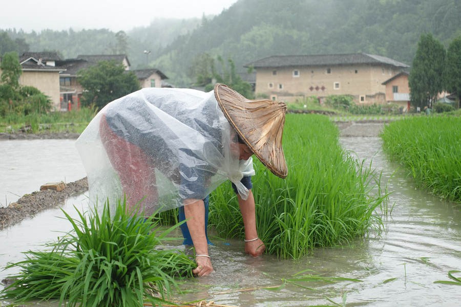 在不远处的古香古色土楼衬映下,农户在水田里忙碌。南靖县融媒体中心供图