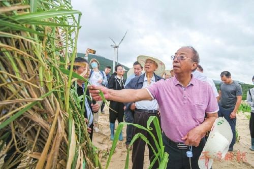 院士专家团队考察平潭菌草技术试验示范项目