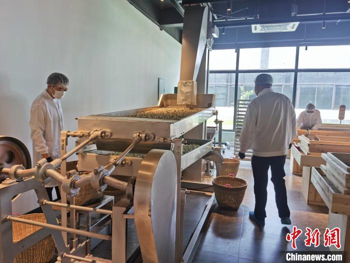 台商开设茶史馆 讲好福州茉莉花茶故事