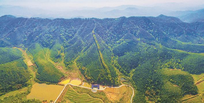 官庄国有林场管理的山林郁郁葱葱 （官庄国有林场供图）